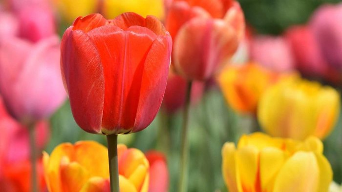10 MIXED TULIPS