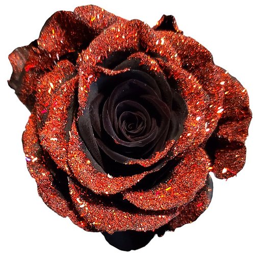 FROST BLACK DOZEN ROSES