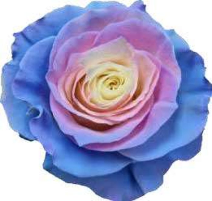 COTTON CANDY ROSE HALF DOZEN