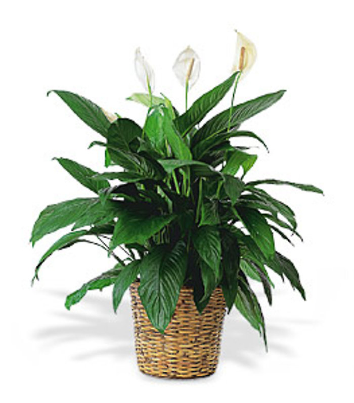 Large Peace Lily/Spathiphyllum