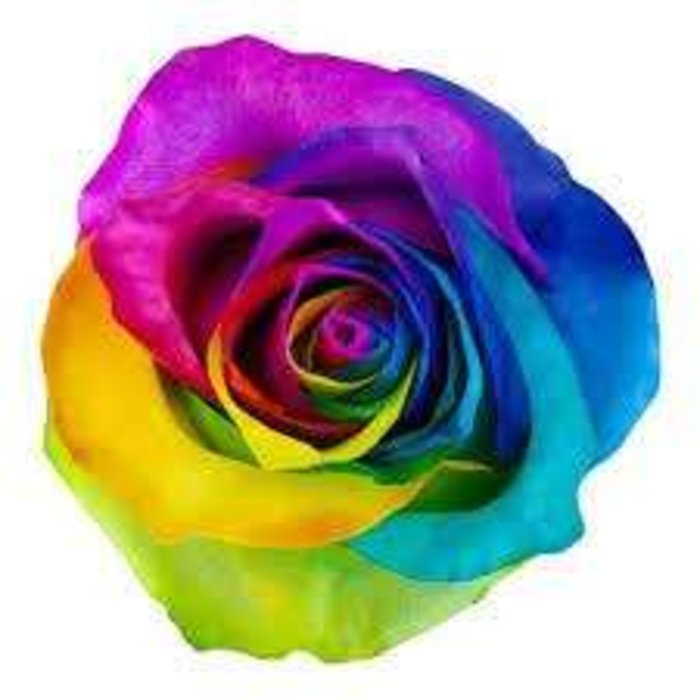 RAINBOW ROSE HALF DOZEN