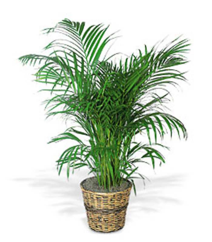 Areca Palm