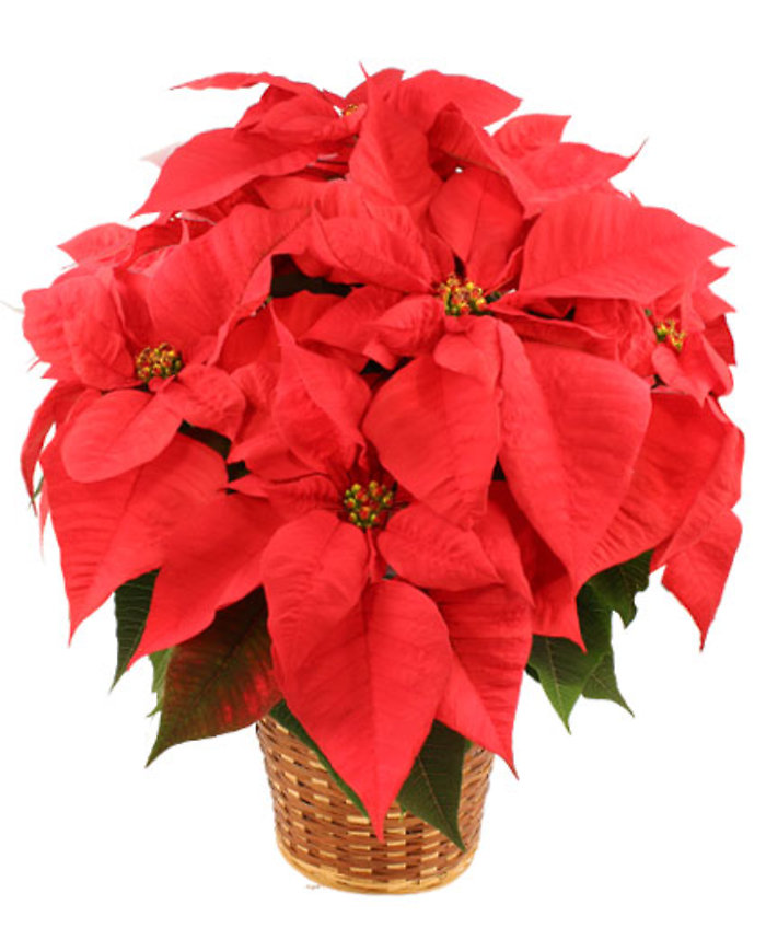 RED POINSETTIA 8\"