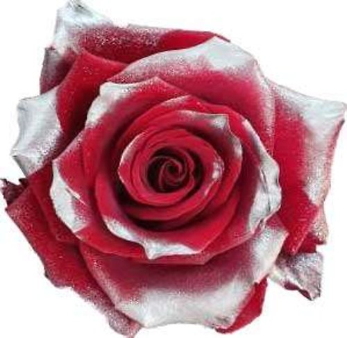 SILVER RED ROSE