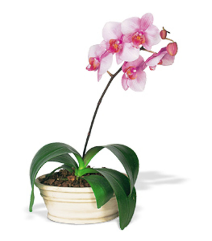 Lavender Phalaenopsis Orchid