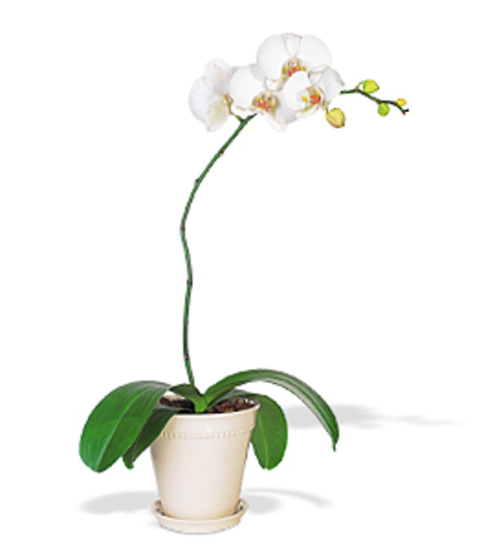 White Phalaenopsis Orchid