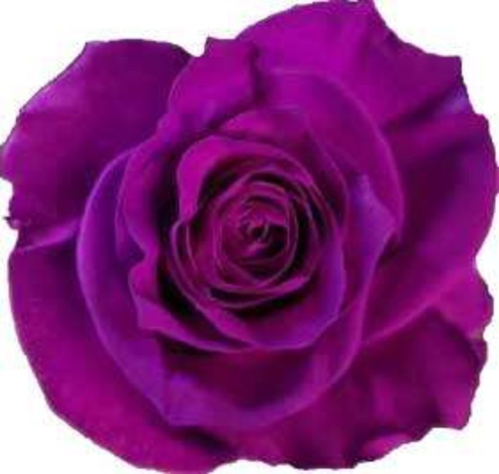 LIGTH PURPLE ROSE HALF DOZEN