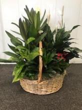Medium Garden Basket