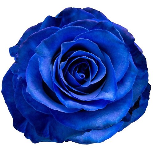 BLUE ROSE HALF DOZEN