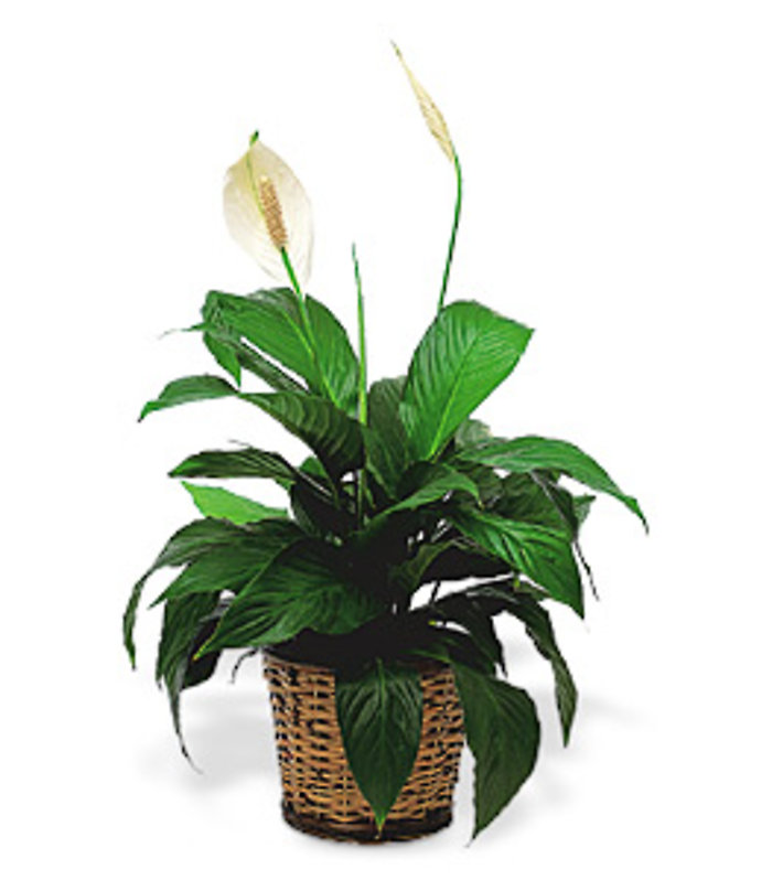 Small Peace Lilly