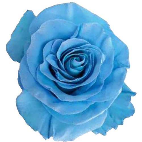 LIGHT BLUE DOZEN ROSES